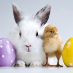 Pour Pâques, vous êtes plutôt lapin, lièvre, mouton ou bilby ?