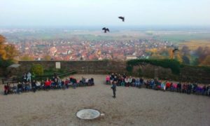 Dernière carte postale d'Alsace : la Volerie des Aigles